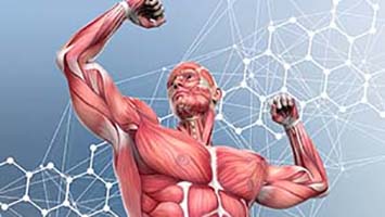عضله های بدن سایه ژنتیک بزرگی عضله مایواستاتین قوی قدرت اندازه عضله سایز عضله اپیکاتچین هورمون مکمل های ورزشی سبک زندگی ورزش طبیعی بدن