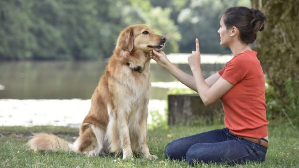آموزش سگ ، چگونه خودم سگم را آموزش دهم؟ اهمیت آموزش سگ ، آیا آموزش سگ ها به مربی نیاز دارد؟ سگ چگونه یاد میگیرد؟ آموزش و رابطه قوی تر dog training