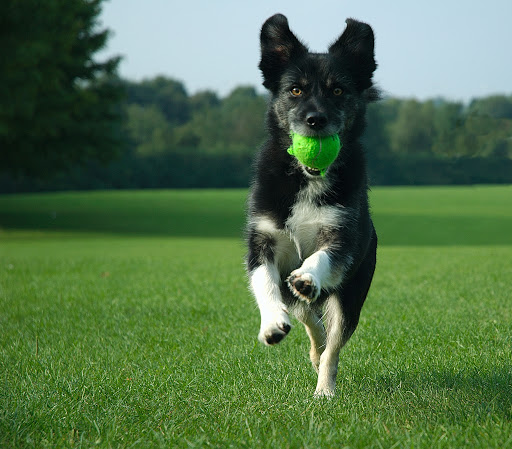 روش های آموزش سگ ارتباط با سگ چگونه سگ را آموزش دهیم روش های متداول در تربیت سگ ها تمرین با سگ تمرین های کلیکر آلفا شدن الگو برداری DOG TRAINING